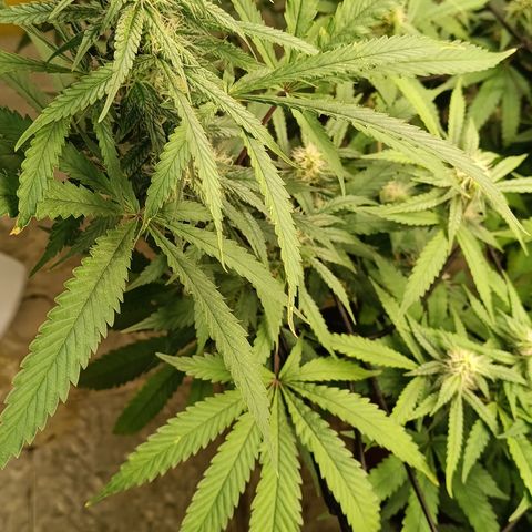 Bob growlog timeline photo