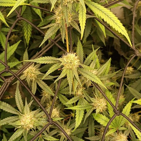 Elle growlog timeline photo