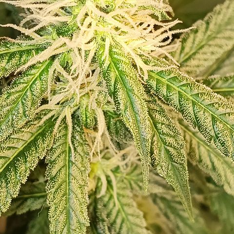 Bob growlog timeline photo