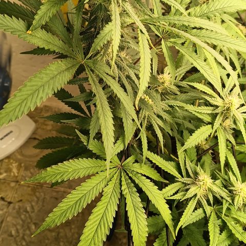 Bob growlog timeline photo