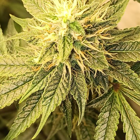 Ana  growlog timeline photo