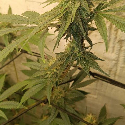 Ana  growlog timeline photo