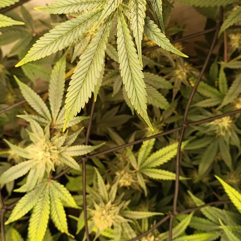 Ana  growlog timeline photo