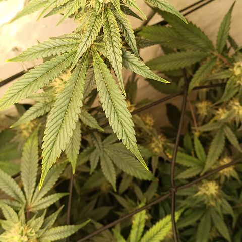 Ana  growlog timeline photo