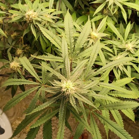 Bob growlog timeline photo