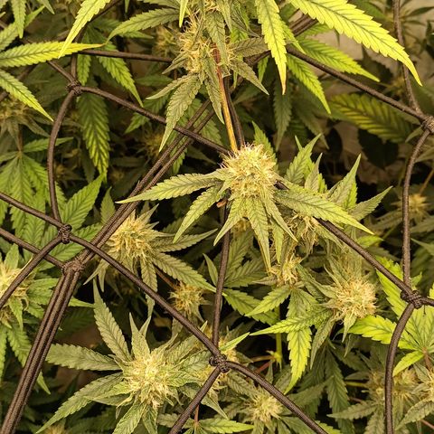 Elle growlog timeline photo