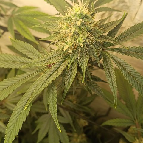 Ana  growlog timeline photo