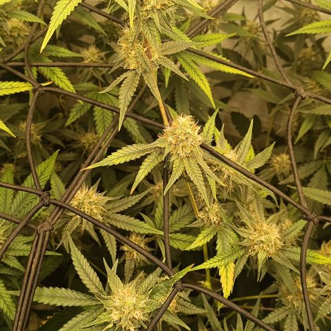 Elle growlog timeline photo