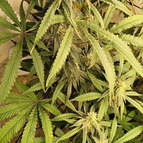 Bob growlog timeline photo