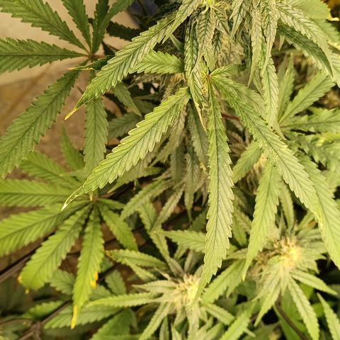 Bob growlog timeline photo