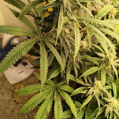 Bob growlog timeline photo