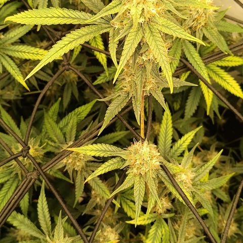 Elle growlog timeline photo