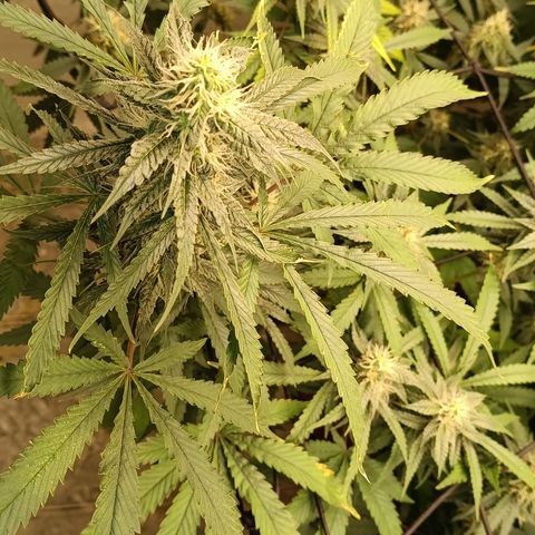 Bob growlog timeline photo