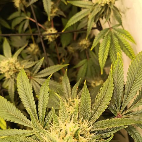 Ana  growlog timeline photo