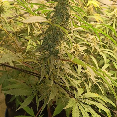 Bob growlog timeline photo