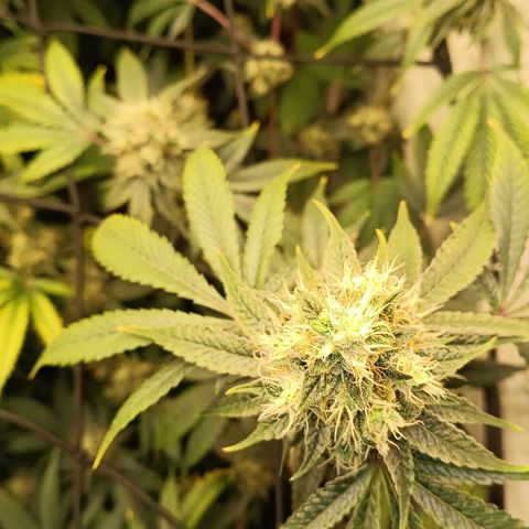 Ana  growlog timeline photo