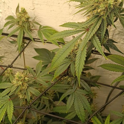 Ana  growlog timeline photo