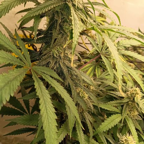 Bob growlog timeline photo