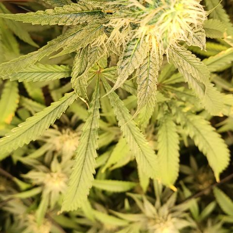 Bob growlog timeline photo