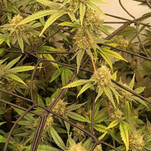 Elle growlog timeline photo
