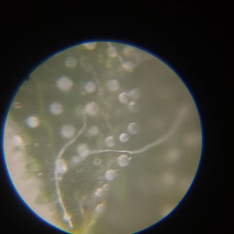 Ana  growlog timeline photo