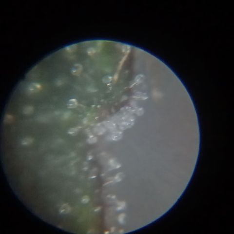 Ana  growlog timeline photo