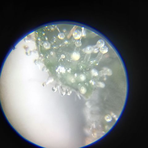 Ana  growlog timeline photo