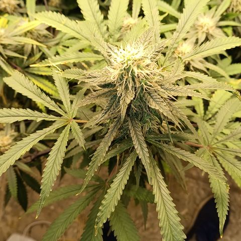 Bob growlog timeline photo