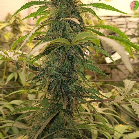 Bob growlog timeline photo
