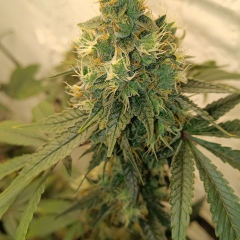 Ana  growlog timeline photo
