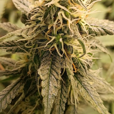 Bob growlog timeline photo