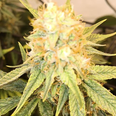 Elle growlog timeline photo