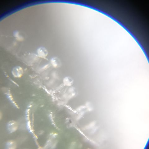 Ana  growlog timeline photo