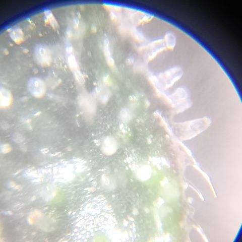 Ana  growlog timeline photo