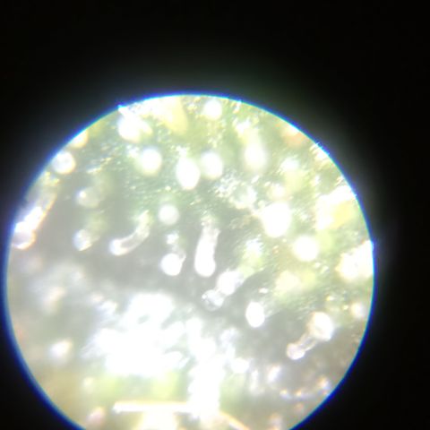 Elle growlog timeline photo