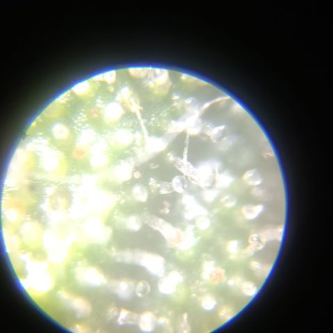 Elle growlog timeline photo