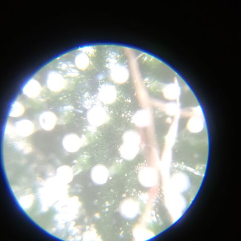 Bob growlog timeline photo