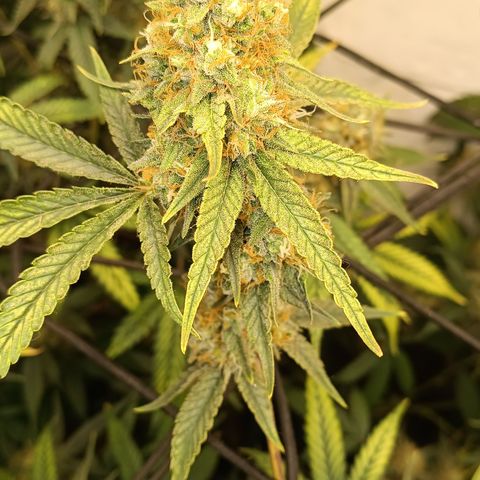 Elle growlog timeline photo