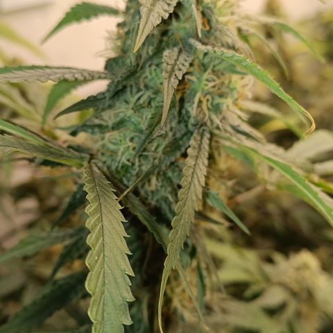 Bob growlog timeline photo