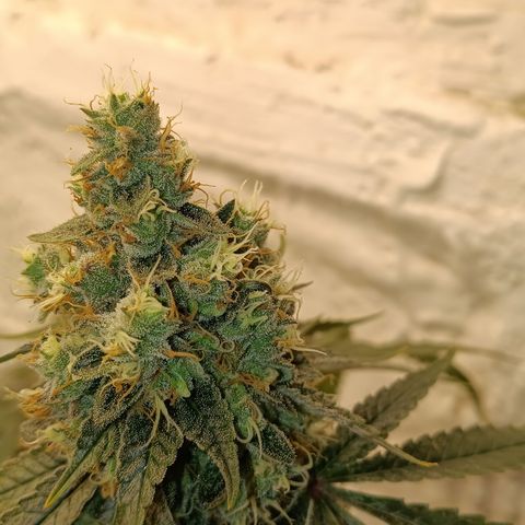 Ana  growlog timeline photo