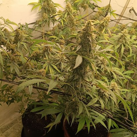 Bob growlog timeline photo