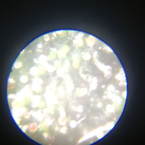 Bob growlog timeline photo