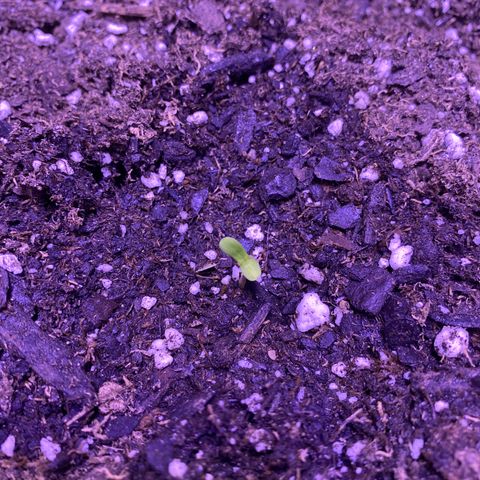 Wedding Glue Auto  growlog photo: Germination Completed