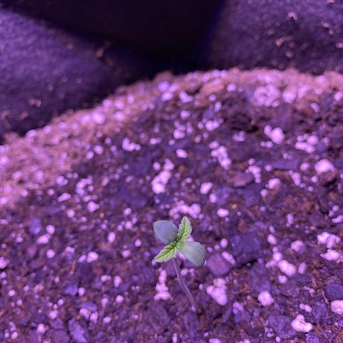 Wedding Glue Auto  growlog timeline photo