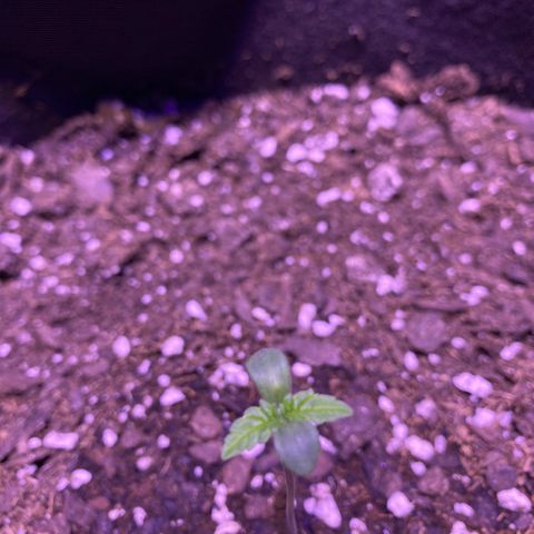 Wedding Glue Auto  growlog timeline photo