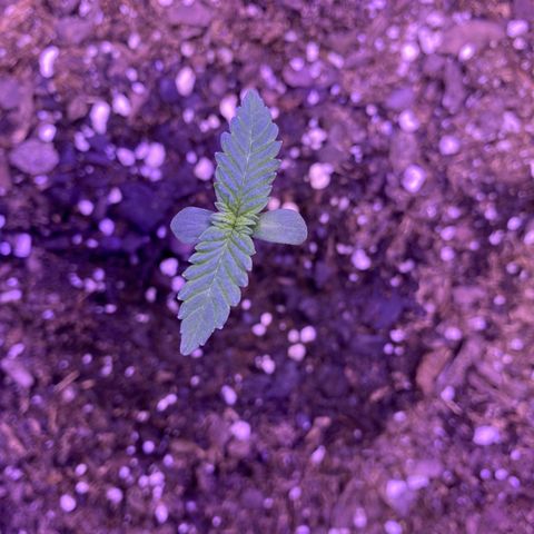 Wedding Glue Auto  growlog timeline photo