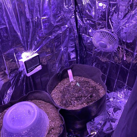 Wedding Glue Auto  growlog timeline photo