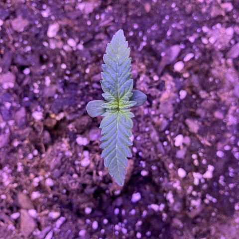 Wedding Glue Auto  growlog timeline photo