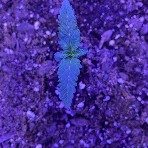 Wedding Glue Auto  growlog timeline photo