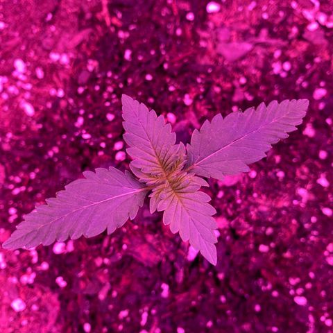 Wedding Glue Auto  growlog timeline photo